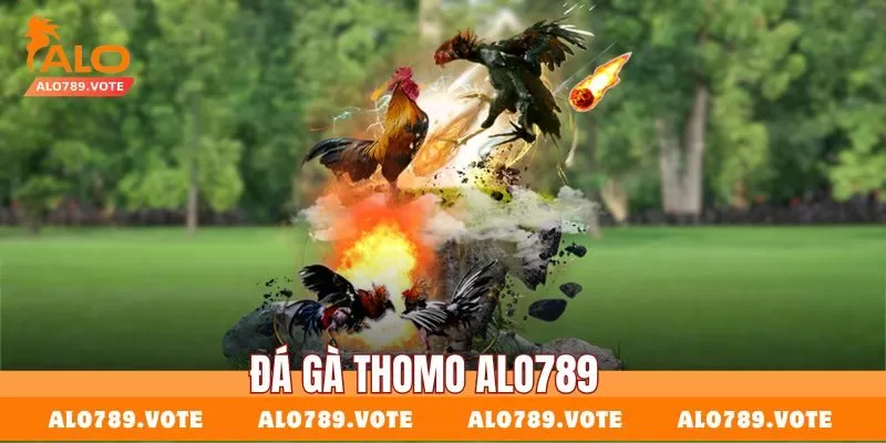 Điểm qua những hình thức thi đấu hấp dẫn giữa các chiến kê tại Thomo